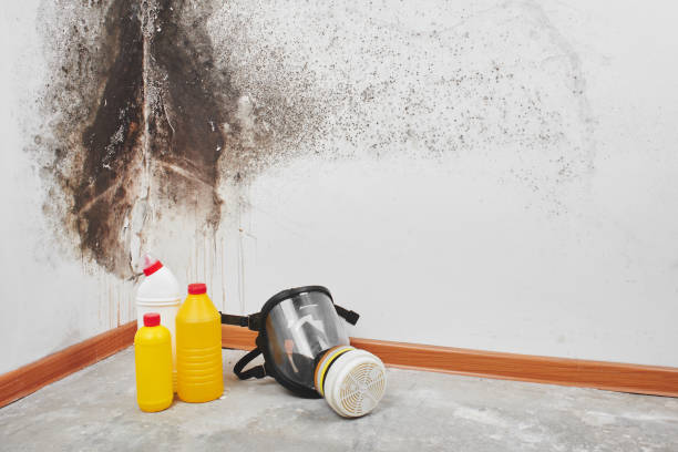 Best Mold Remediation  in Caldwell, OH