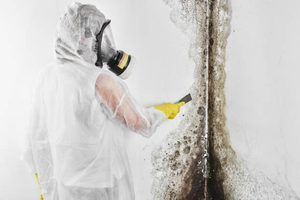 Best Crawl Space Mold Removal  in Caldwell, OH