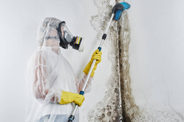 Trusted Caldwell, OH Mold Removal Experts