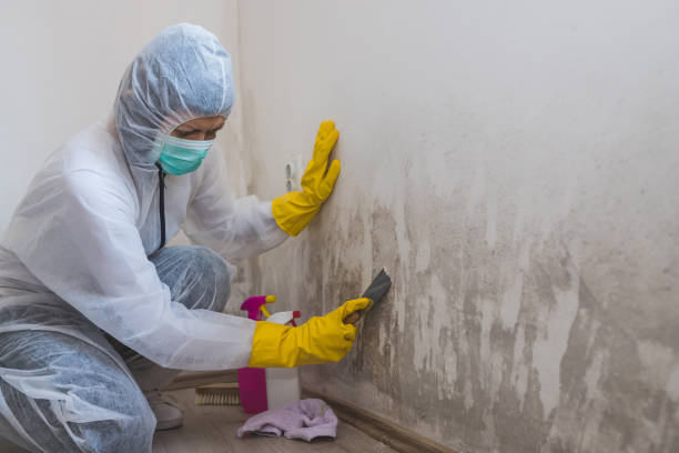 Home Mold Removal in Caldwell, OH