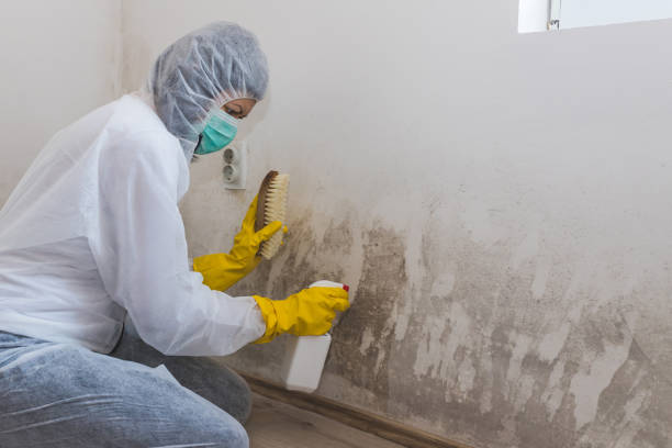 Best Mold Removal Specialists  in Caldwell, OH