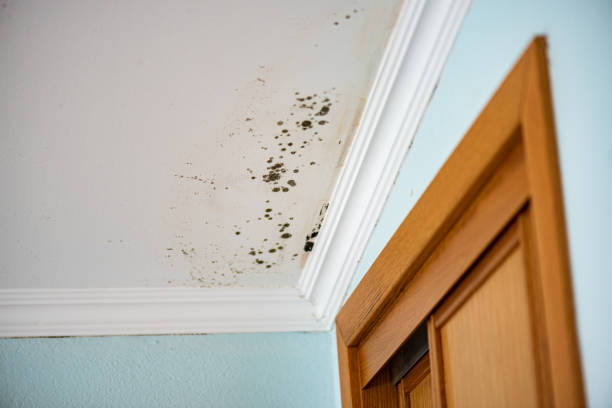 Mold Removal Process in Caldwell, OH