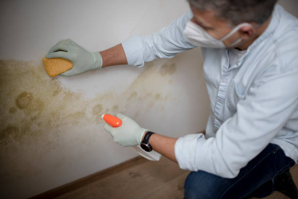 Best Office Mold Removal Services  in Caldwell, OH