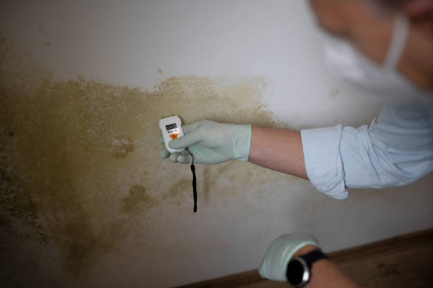 Best Certified Mold Removal  in Caldwell, OH