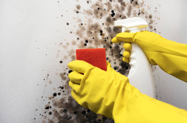 Best Mold Removal Process  in Caldwell, OH