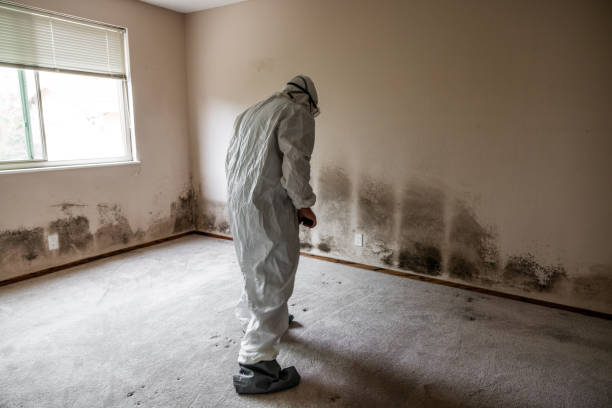 Best Home Mold Removal  in Caldwell, OH