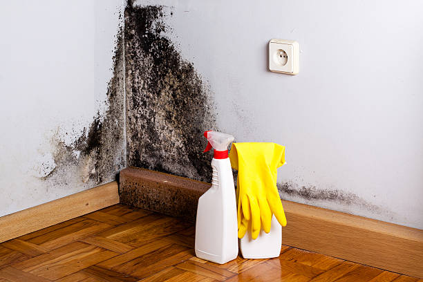 Professional Mold Removal in Caldwell, OH