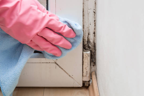 Best Residential Mold Removal  in Caldwell, OH