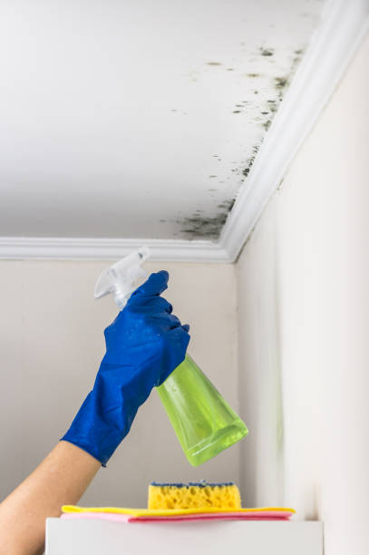 Best Commercial Mold Removal  in Caldwell, OH