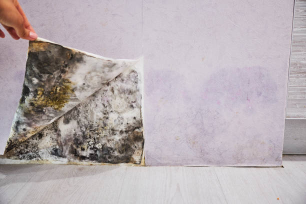 Best Mold Cleaning Services  in Caldwell, OH